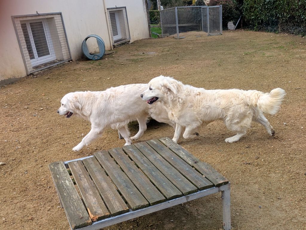 Ushka est gestante !