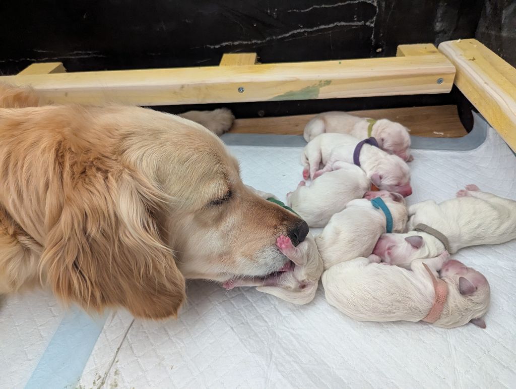Les chiots de Salomé sont arrivés !