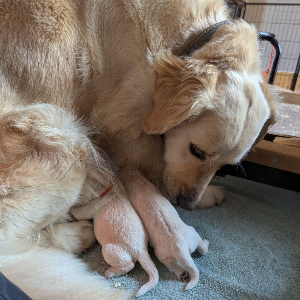Les chiots de Rosie sont nés le 2 juin !