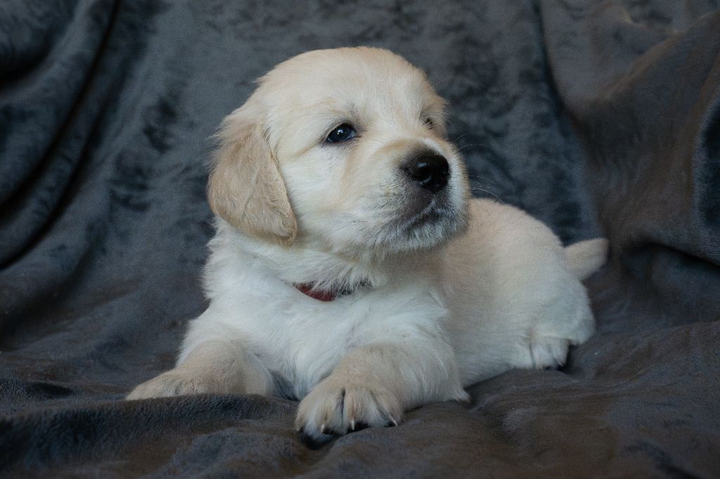 Du Pays Pourpre - Chiots disponibles - Golden Retriever