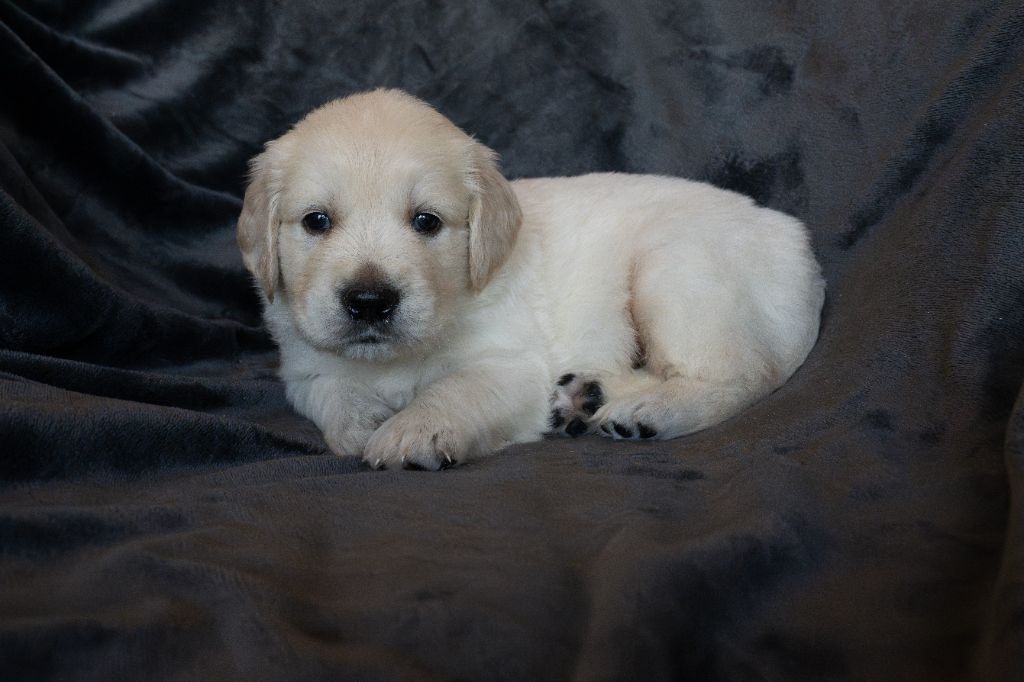Du Pays Pourpre - Chiots disponibles - Golden Retriever