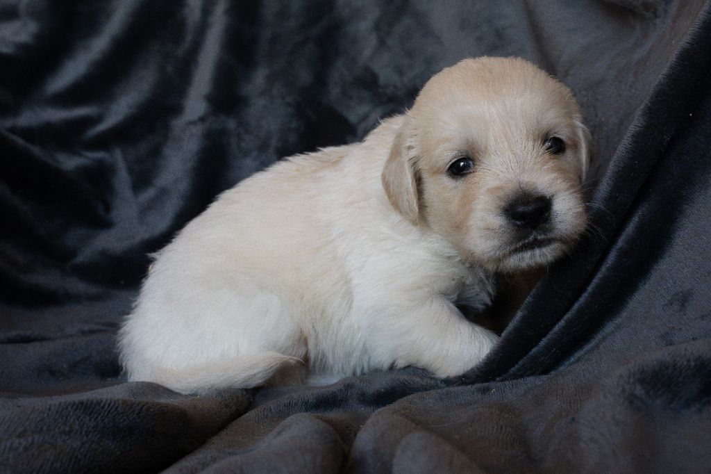 Du Pays Pourpre - Chiots disponibles - Golden Retriever