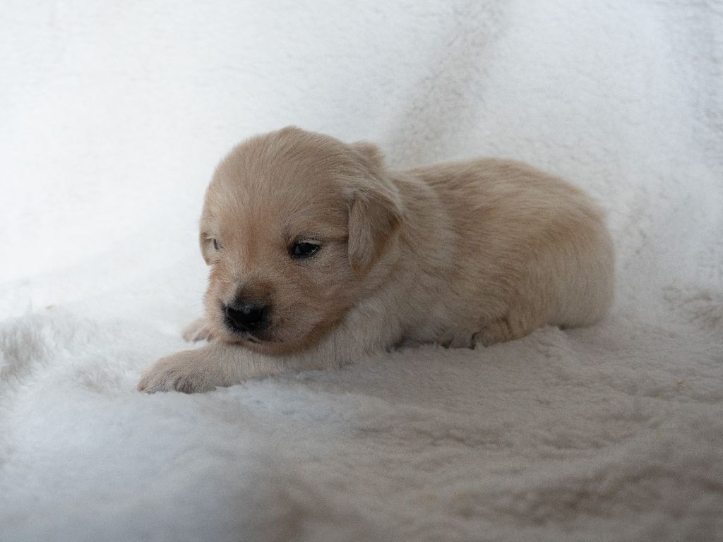 Du Pays Pourpre - Chiots disponibles - Golden Retriever