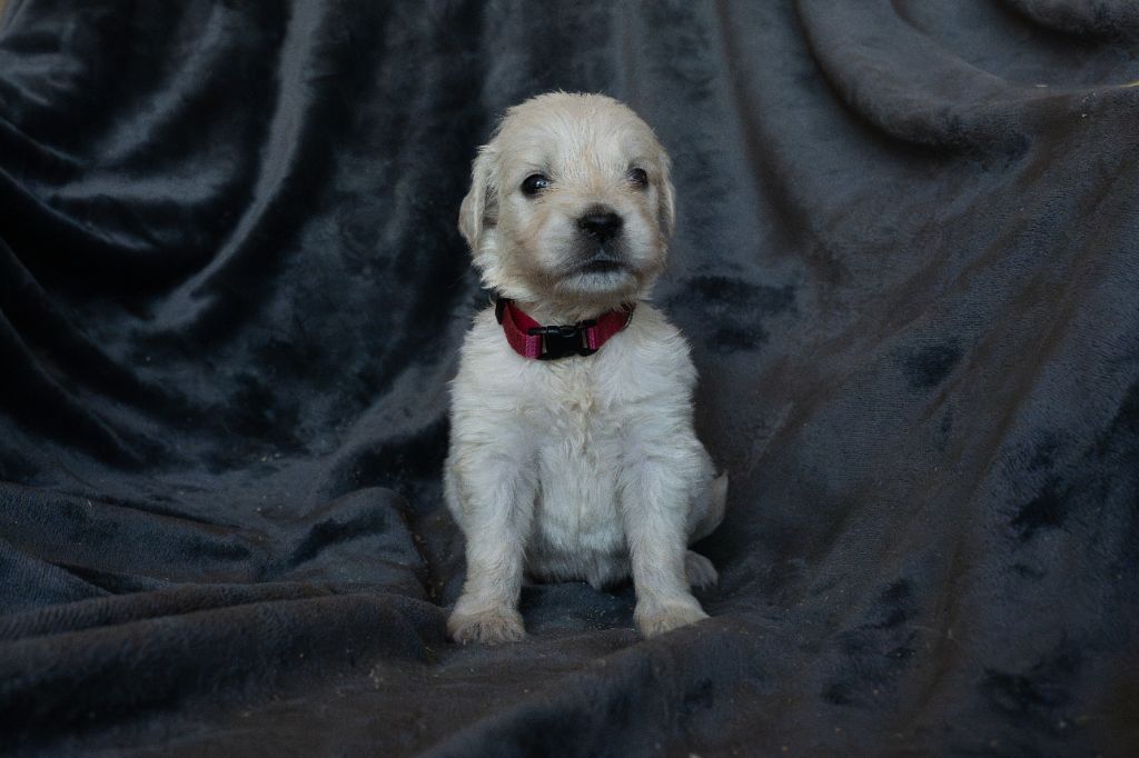 Du Pays Pourpre - Chiots disponibles - Golden Retriever