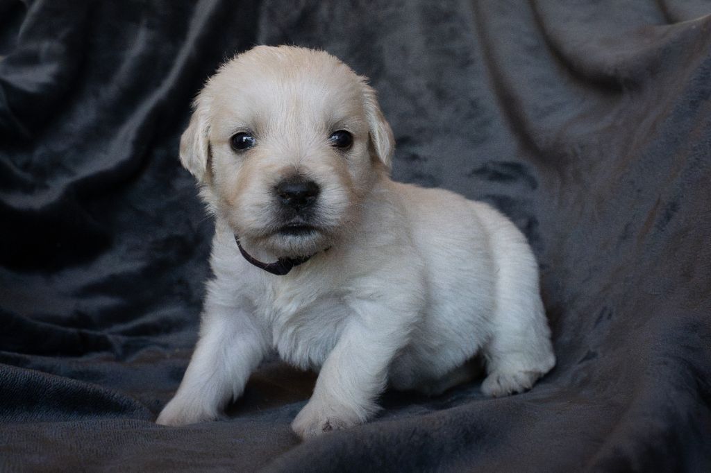 Du Pays Pourpre - Chiots disponibles - Golden Retriever