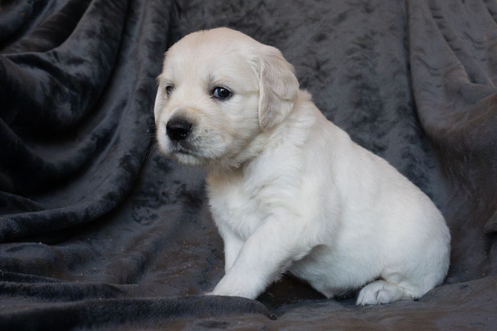 Du Pays Pourpre - Chiots disponibles - Golden Retriever
