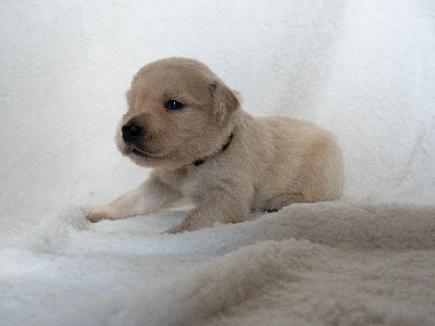 CHIOT 5