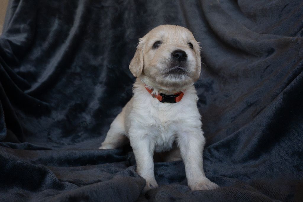 Du Pays Pourpre - Chiots disponibles - Golden Retriever