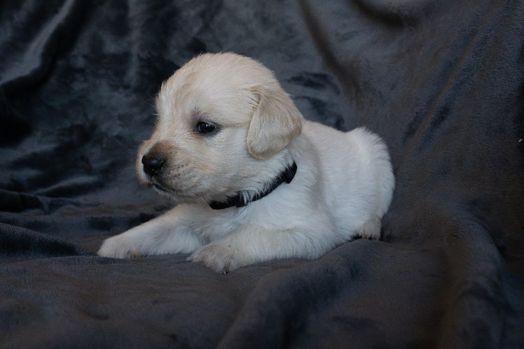 Du Pays Pourpre - Chiots disponibles - Golden Retriever