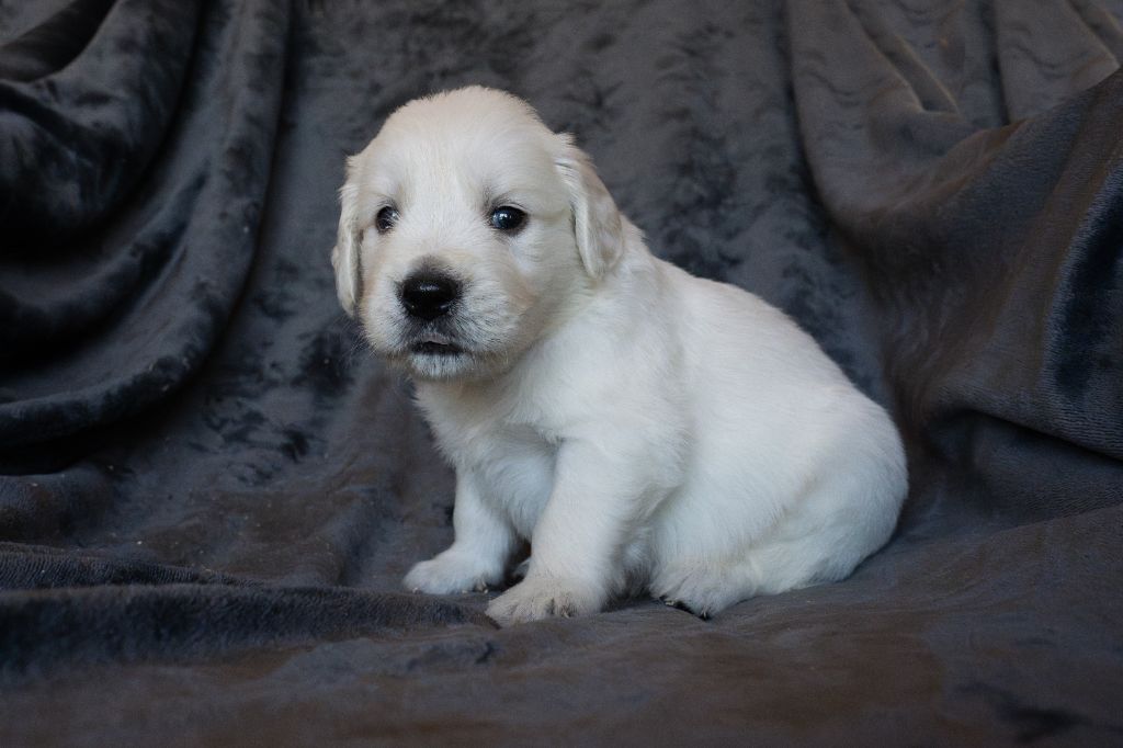 Du Pays Pourpre - Chiots disponibles - Golden Retriever